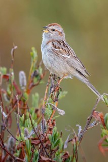 American Tree Sparrow (Spizella arborea) perched on a branch in Nome, Alaska