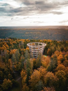 Observation tower of the Bauwipfelpfad in autumn forest, Sommerberg, Black Forest, Bad Wildbad,