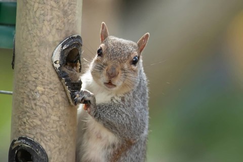 Grey squirrel (Sciurus carolinensis) adult animal on a garden bird seed feeder, Suffolk, England,