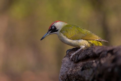 European Green Woodpecker (Picus viridis) female, Subotica, Serbia