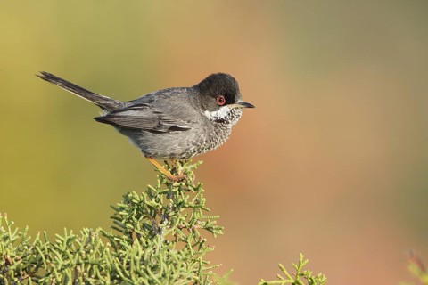 Cyprus Warbler (Sylvia melanothorax) male, Cyprus