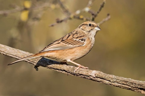 Rock Bunting (Emberiza cia) juvenile perched on a branch, Aosta Valley, Italy