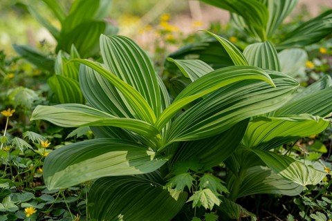 Close-up shot of a white hellebore plant, its vibrant green leaves fanning out amidst a lush