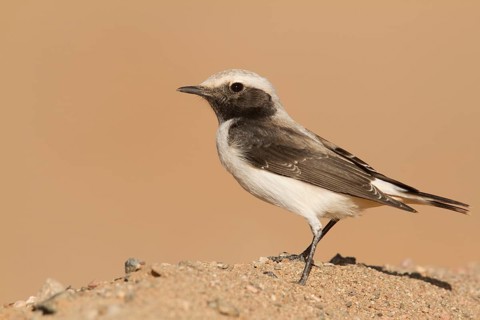 Mourning Wheatear (Oenanthe lugens) female, Morocco