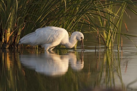 Eurasian Spoonbill (Platalea leucorodia), Andalusia, Spain