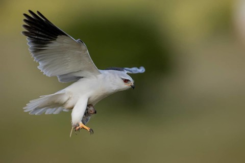 Slider (Elanus caeruleus), in flight with a vole, Extremadura, Spain