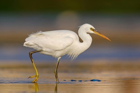 Western Reef Heron, Western Reef-Heron, Western Reef-Egret, (Egretta gularis), Garceta Dimorfa,