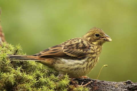 Yellowhammer (Emberiza citrinella) juvenile, Lower Saxony, Germany