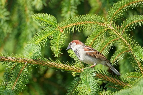 House sparrow (Passer domesticus) perched on spruce branch in green forest background, Poland