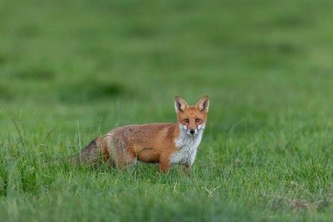 Despite his youthful light-heartedness, the photographer is discovered by the young fox (Vulpes
