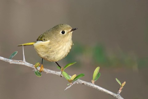 Ruby-crowned Kinglet (Regulus calendula), Texas, USA