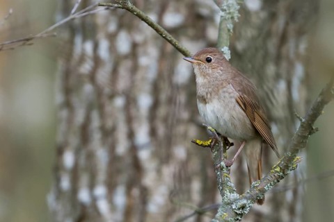 Thrush Nightingale - Sprosser - Luscinia luscinia, adult, Poland