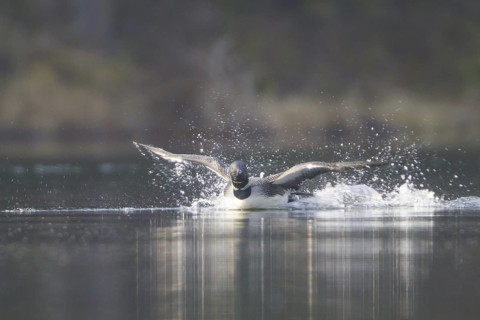 Great Northern Loon (Gavia immer), British Columbia, Canada