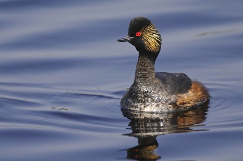 Black-necked Grebe (Podiceps nigricollis), Lower Saxony, Germany
