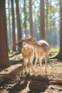 European fallow deer (Dama dama) doe mother with her youngsters in a forest, Bavaria, Germany