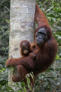 Indonesia - Borneo - orangutan with offspring