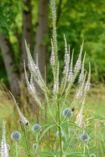 Candelabra speedwell (Veronicastrum virginicum), Botanic Garden, Federal Republic of Germany