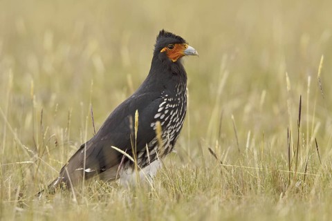 Carunculated Caracara (Phalcoboenus carunculatus), Ecuador