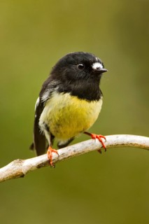 Tomtit (Petroica macrocephala) male, Rakiura National Park, Stewart Island, New Zealand