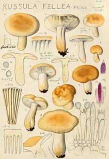 Mushroom, mushroom, gall russula, Russula fellea, authentic reproduction of an illustration by Hans
