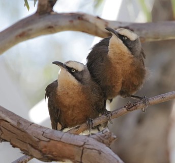 Grey-crowned Babbler (Pomatostomus temporalis rubeculus) perched on a branch, Northern Territory,