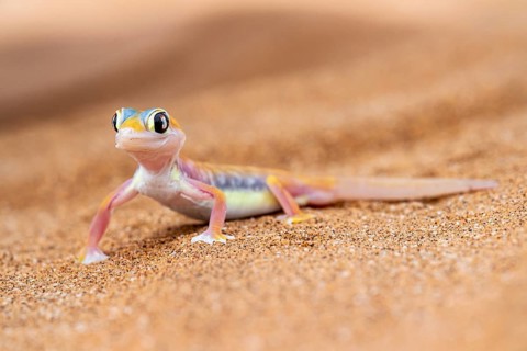 Palmato gecko (Pachydactylus rangei), Namib Desert, Namibia