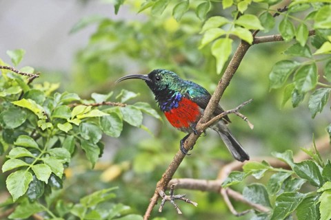 Greater Double-collared Sunbird (Cinnyris afer) male, Western Cape, South Africa