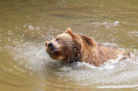 Eurasian brown bear (Ursus arctos arctos) in a little lake, Bavarian Forest, Bavaria, Germany