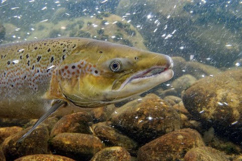 Swimming salmon (Salmo salar) under water, Laerdalsoyri, Norway