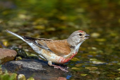 Bluthaenfling Maennchen trinkt
