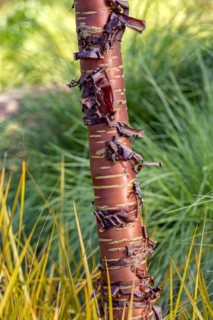 Mahogany cherry (Prunus serrula), New Zealand iris (Libertia peregrinans), Anchers Havecentre,