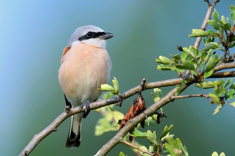 Red-backed shrike (Lanius collurio), male, North Rhine-Westphalia, Germany