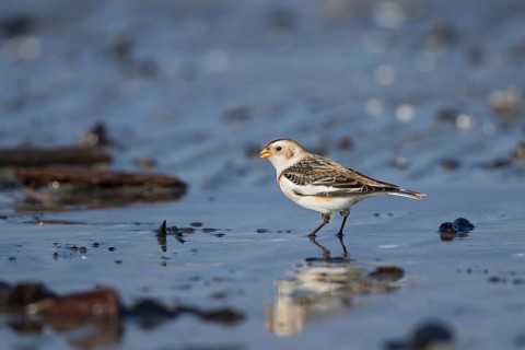 Snow Bunting (Plectrophenax nivalis) male foraging at shoreline, Mecklenburg-Western Pomerania,