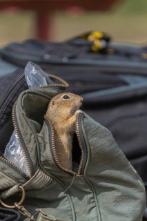 One European ground squirrel (Spermophilus citellus) or European souslik looking out of a