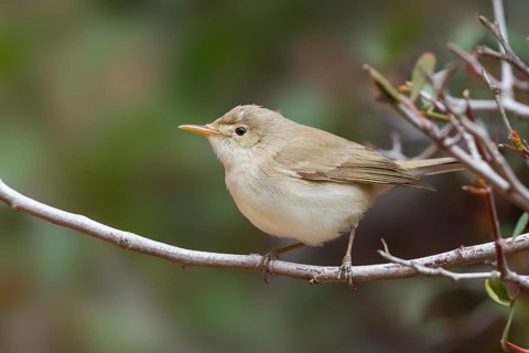 Western Olivaceous Warbler - Isabellspötter - Iduna opaca, Morocco