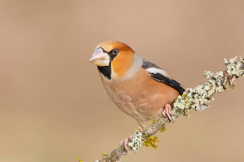 Hawfinch (Coccothraustes coccothraustes), male sitting attentively on a branch covered with lichen,