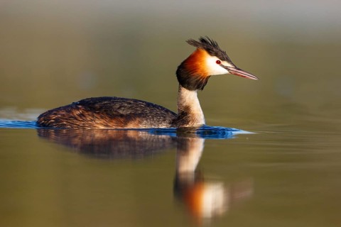 Great Crested Grebe (Podiceps cristatus), North Rhine-Westphalia, Germany
