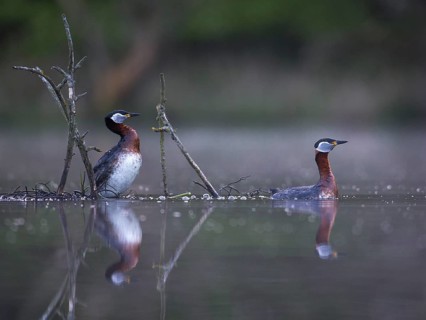 Red-necked Grebe (Podiceps grisegena) pair, Mecklenburg-Western Pomerania, Germany