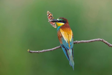 Bee-eater, (Merops apiaster), animals, birds, family of the raptors, perch, butterfly as prey,