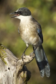 Iberian Magpie (Cyanopica cooki) juvenile, Castile-La Mancha, Spain