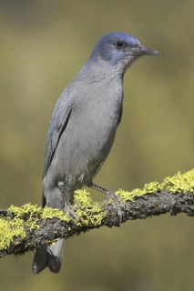 Pinyon Jay (Gymnorhinus cyanocephalus), Oregon, USA