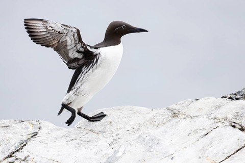 Guillemot (Uria aalge), adult bird walking with outstretched wings on stone slab, Hornøya Island,