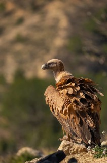 A majestic Griffon Vulture perches on a rock, displaying its impressive plumage against a blurred