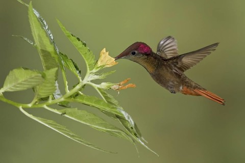 Ruby-topaz Hummingbird (Chrysolampis mosquitus), Trinidad and Tobago