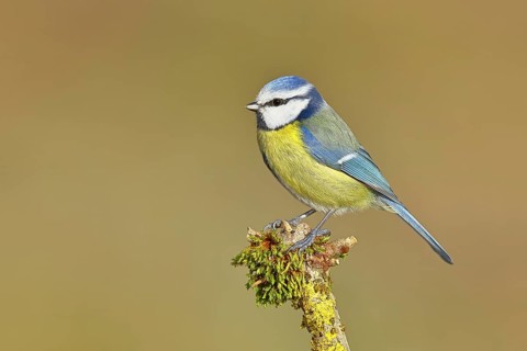 Blue tit (Parus caeruleus), sitting on a branch covered with moss, Wilnsdorf, North