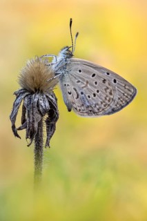 Das Männchen des African Grass Blue (Zizeeria knysna)