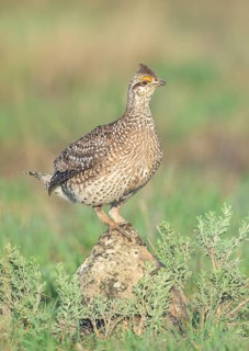 Sharp-tailed Grouse (Tympanuchus phasianellus) perched on a stone in a meadow, Colorado, USA