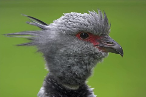 Southern Screamer (Chauna torquata)