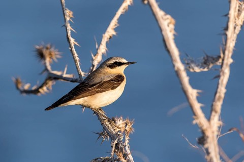 Northern Wheatear (Oenanthe oenanthe) male perched on a branch, Romania