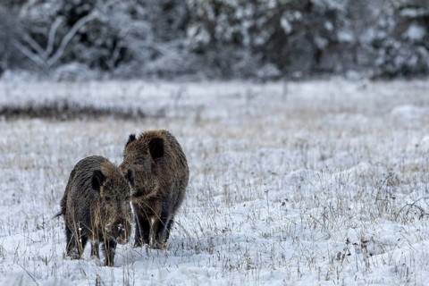 A wild boar (Sus scrofa) uses its odour to check whether it is ready to mate, pheromones, odour,